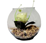 VASE VERRE AQUARIUM  